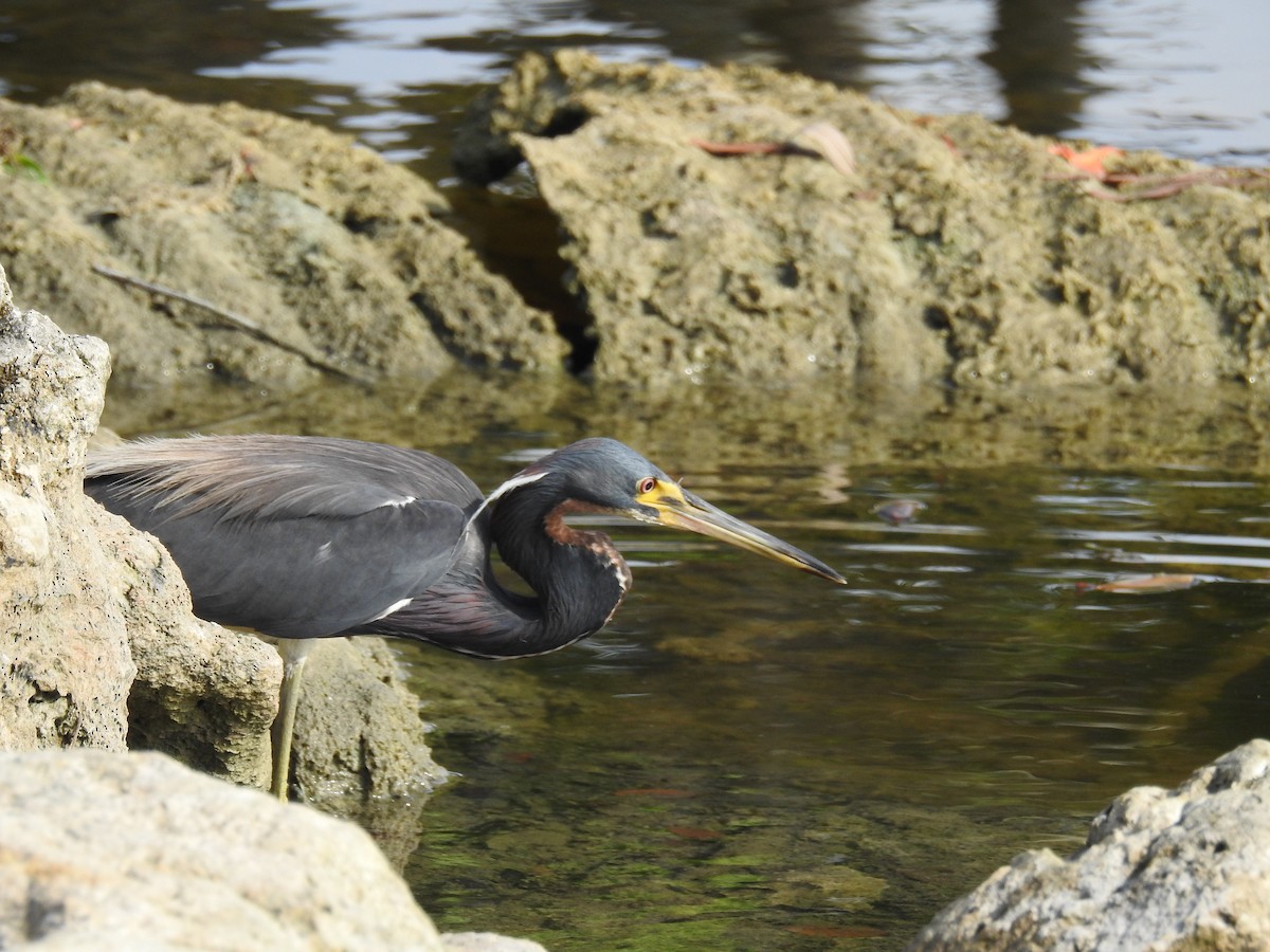 Tricolored Heron - ML620259593