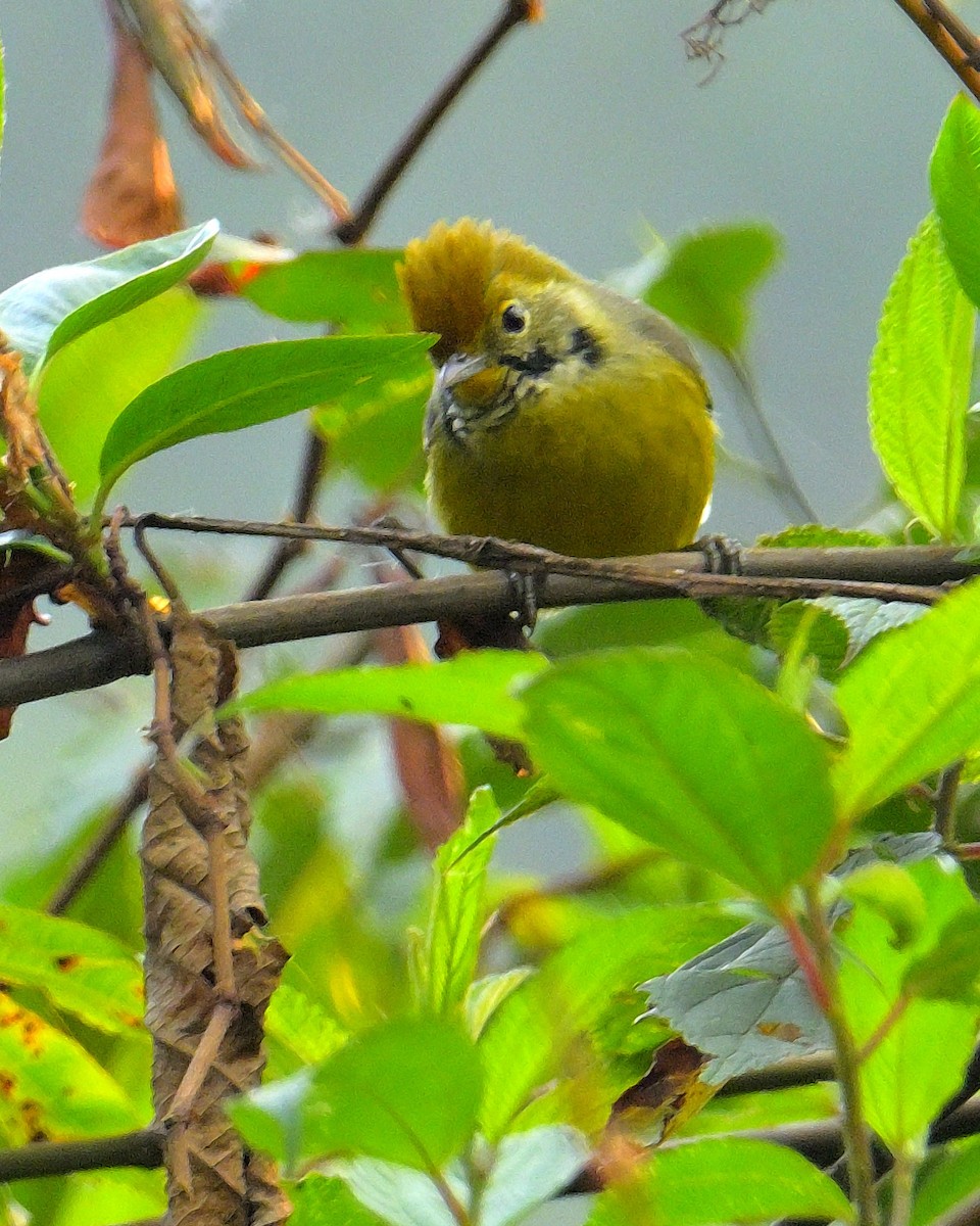 Chestnut-tailed Minla - ML620259595