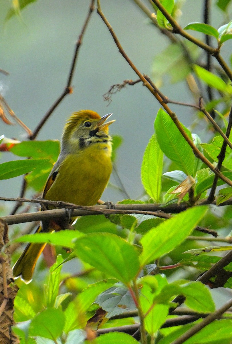 Chestnut-tailed Minla - ML620259597