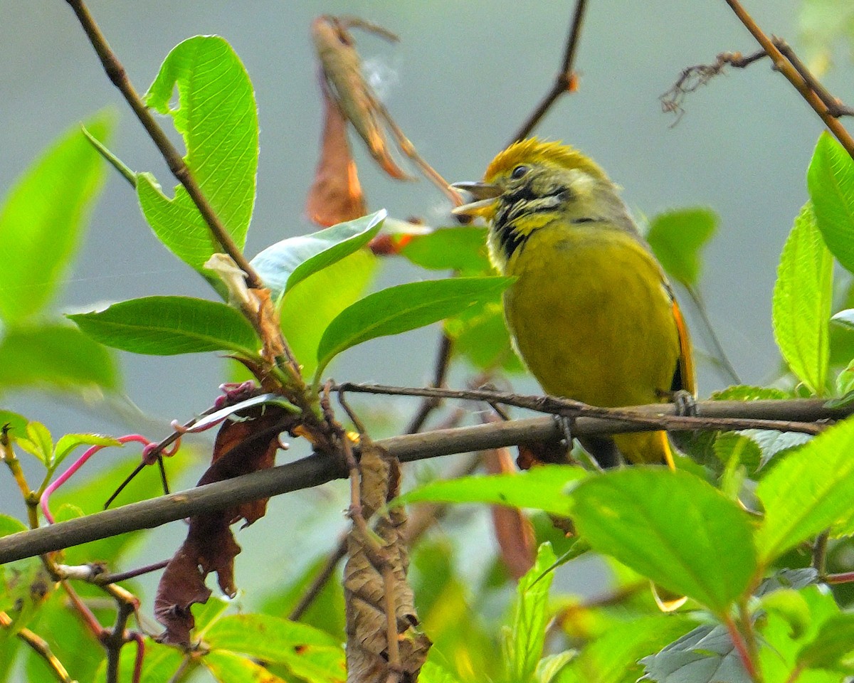 Chestnut-tailed Minla - ML620259598