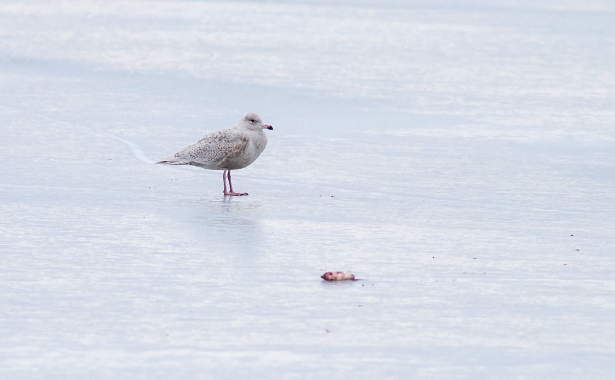 Glaucous Gull - ML620259600