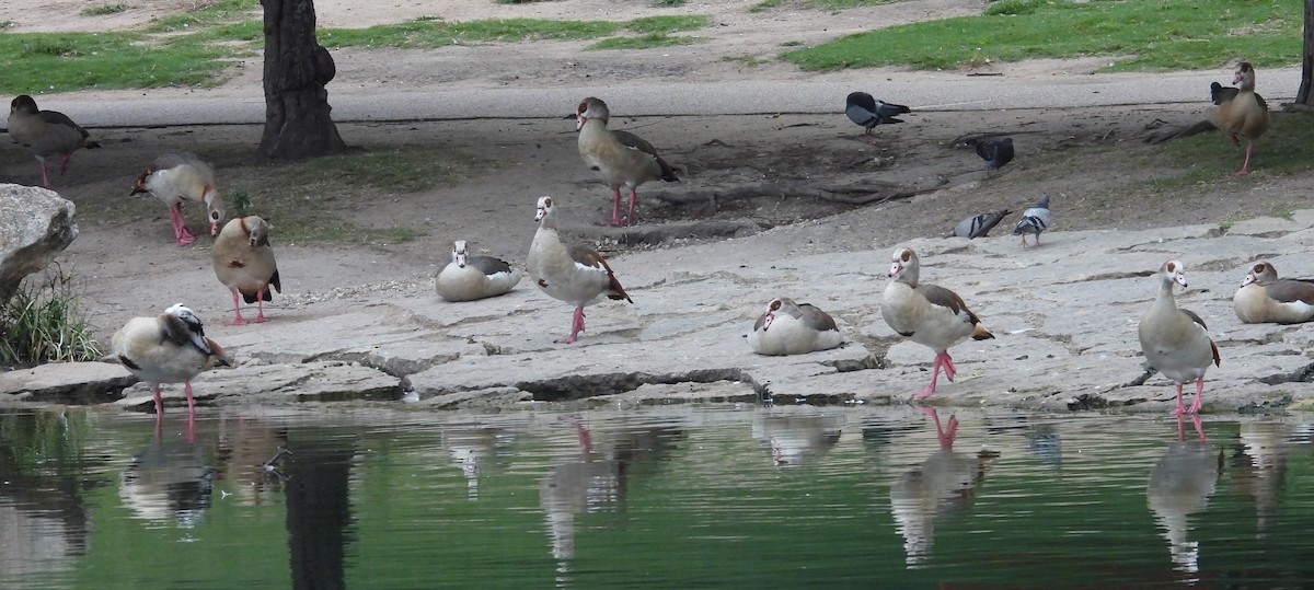 Egyptian Goose - ML620259602