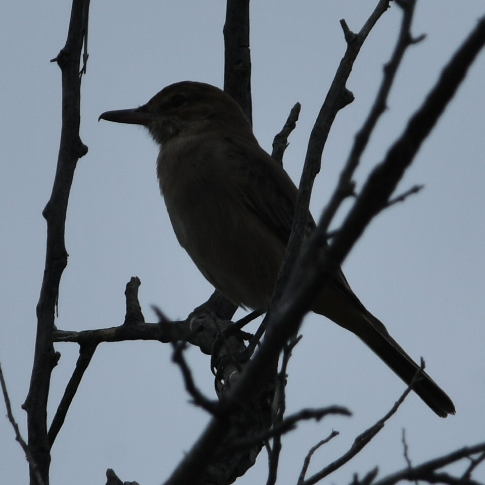 Gray-bellied Shrike-Tyrant - Silvio Manuel Lamothe