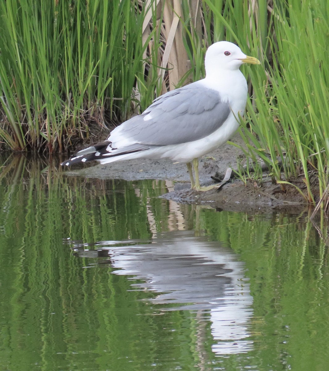 Short-billed Gull - ML620259609