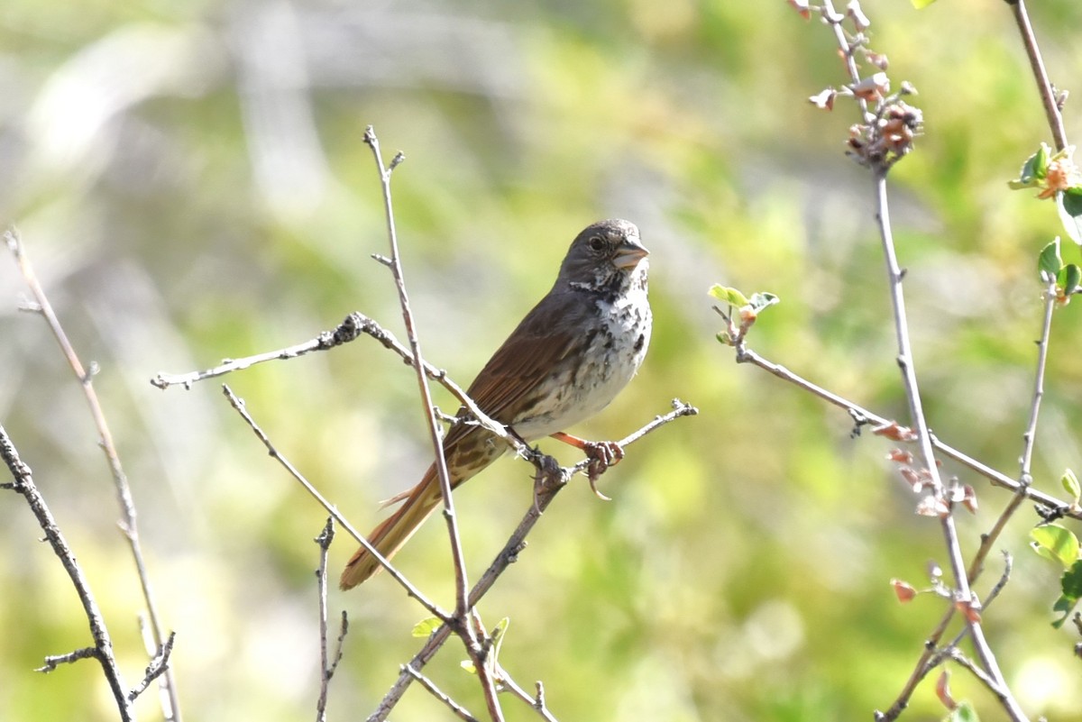 Fox Sparrow (Thick-billed) - ML620259616