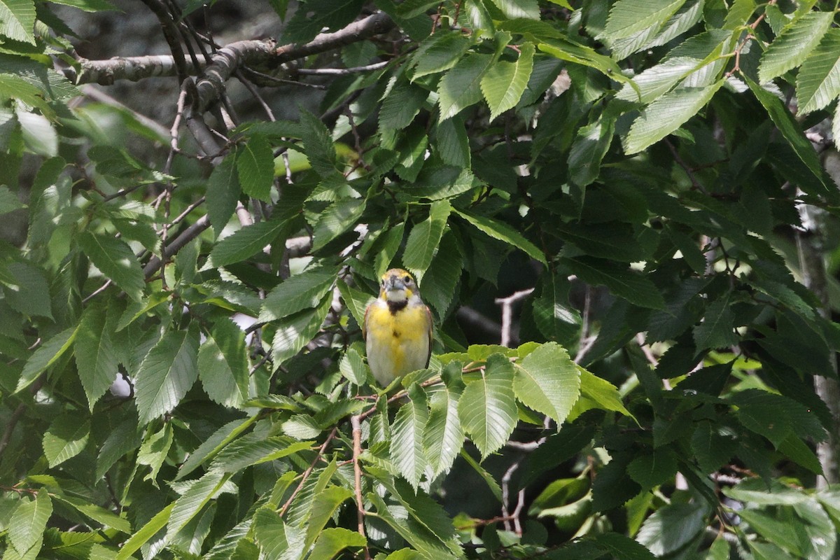 Dickcissel - ML620259617