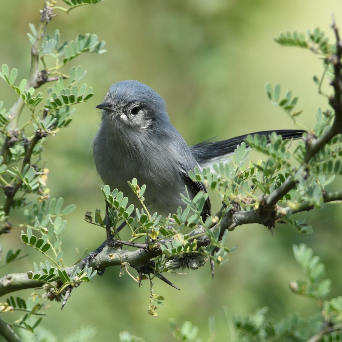 Masked Gnatcatcher - ML620259618