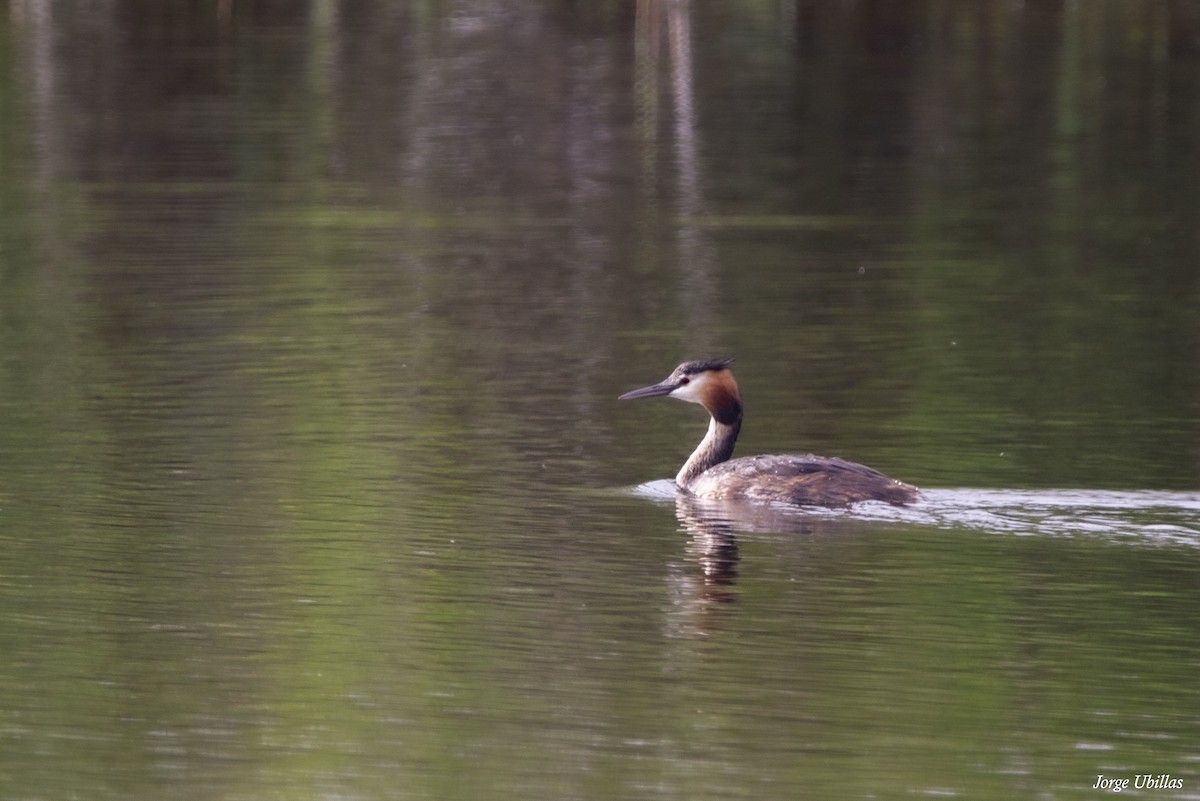 Great Crested Grebe - ML620259622