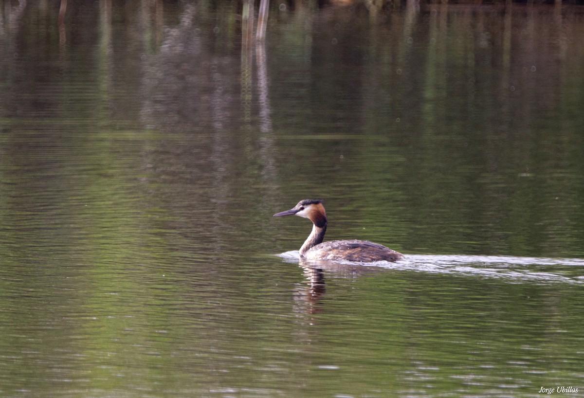 Great Crested Grebe - ML620259623