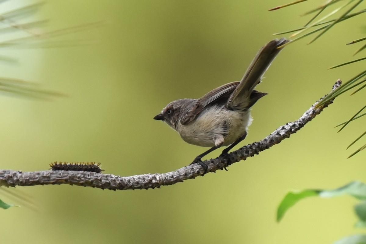 Bushtit - Bruce Mast