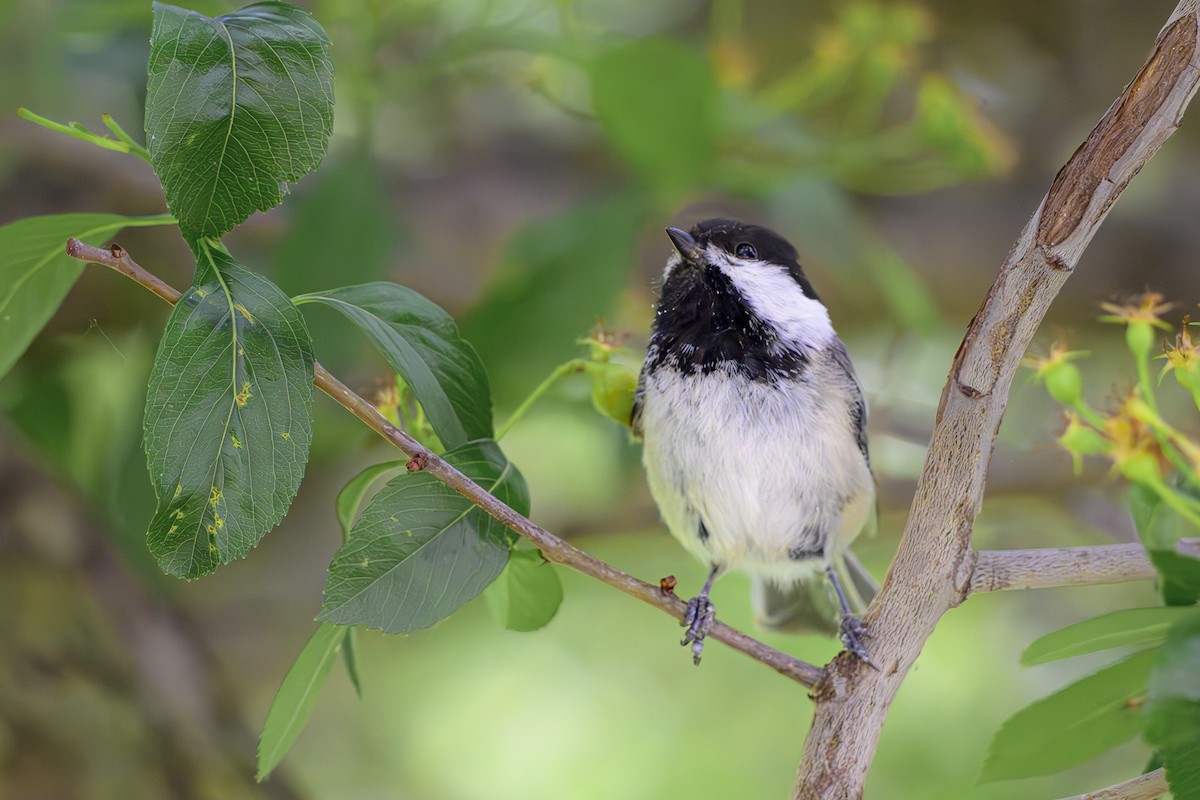 Black-capped Chickadee - ML620259633