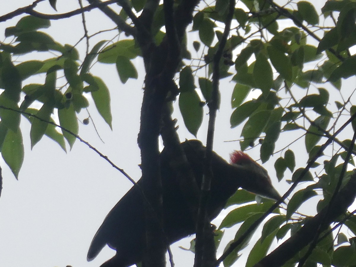 Pileated Woodpecker - ML620259637