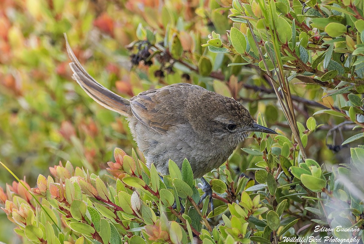 Perija Thistletail - Edison Buenano