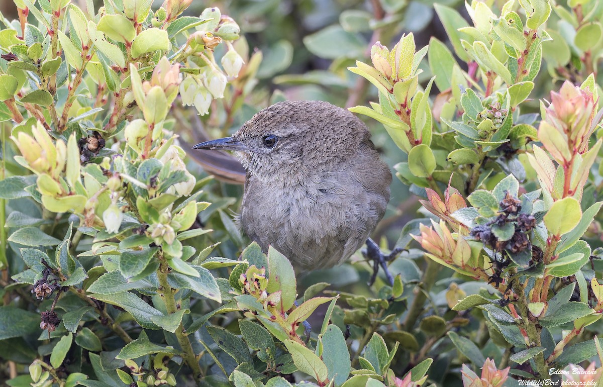 Perija Thistletail - ML620259642