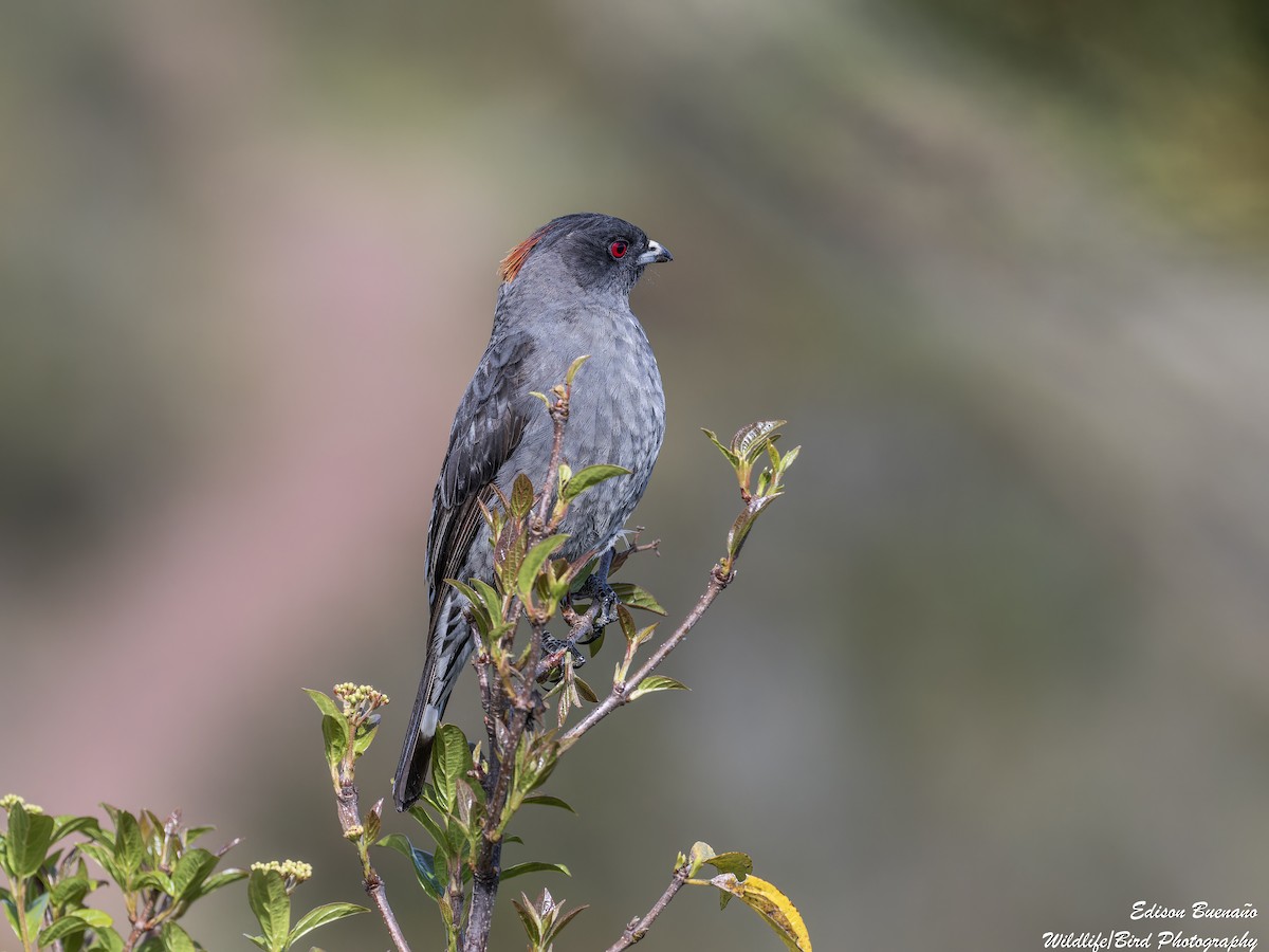 Cotinga Crestirrojo - ML620259647