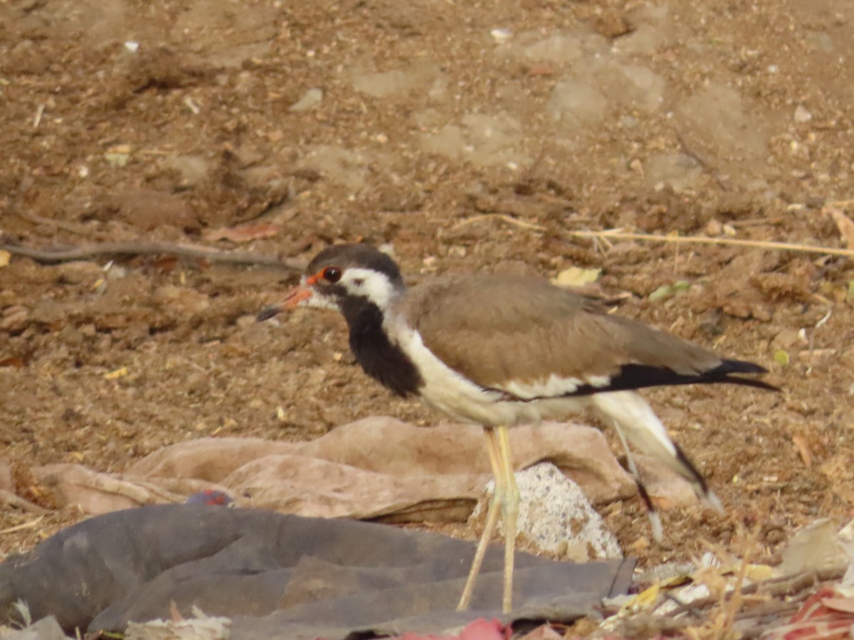 Red-wattled Lapwing - ML620259652