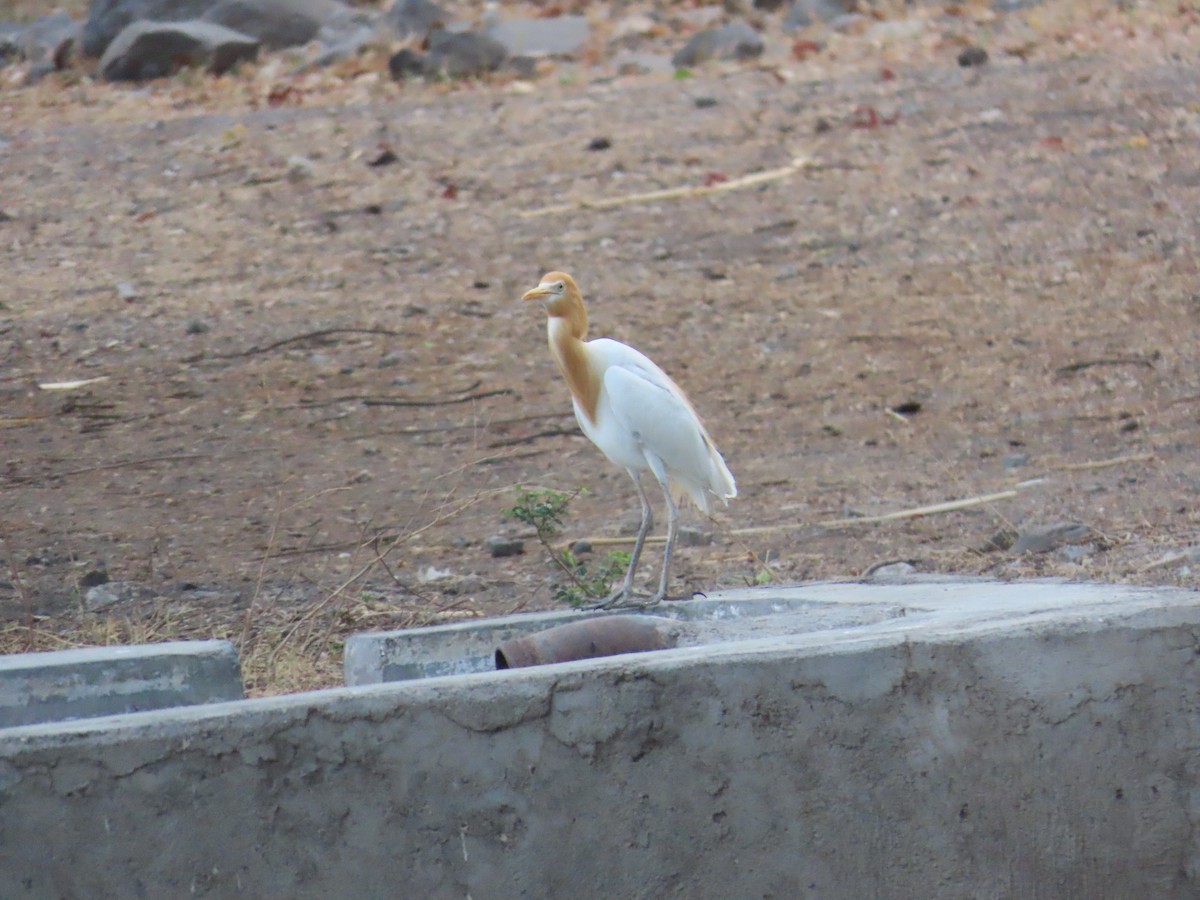 Eastern Cattle Egret - ML620259661