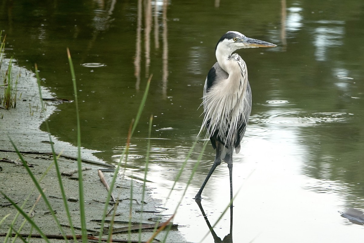 Great Blue Heron - ML620259670