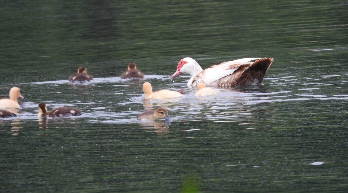 Muscovy Duck (Domestic type) - ML620259671