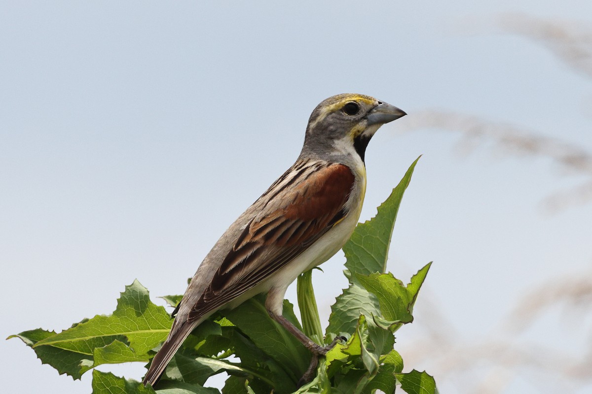 Dickcissel - ML620259673