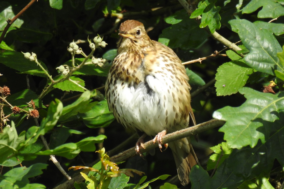 Song Thrush - ML620259676