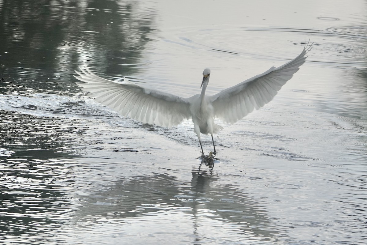 Snowy Egret - ML620259677