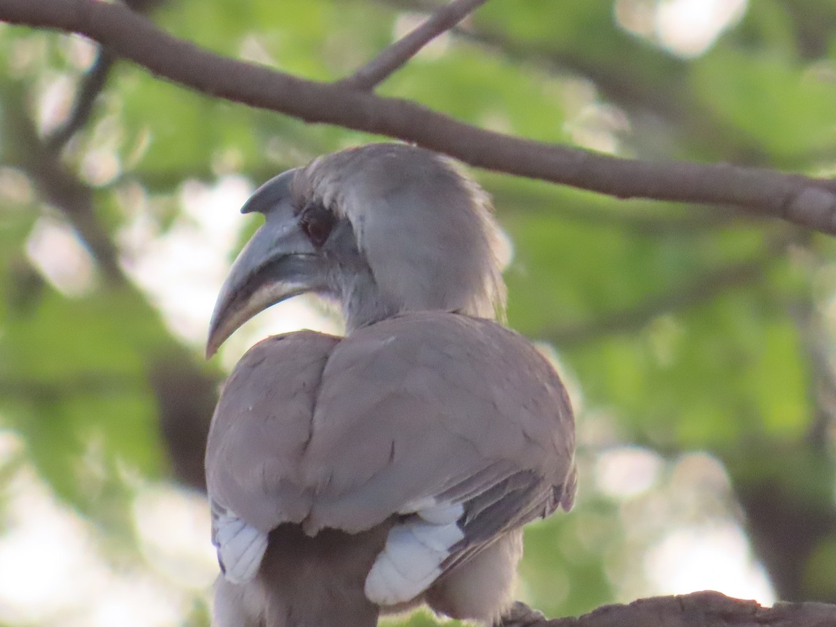 Indian Gray Hornbill - ML620259678