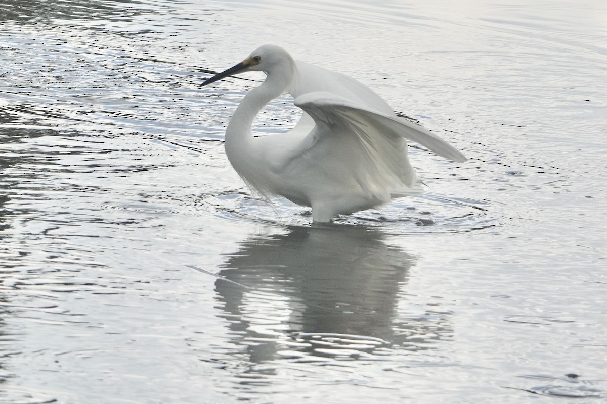 Snowy Egret - ML620259681