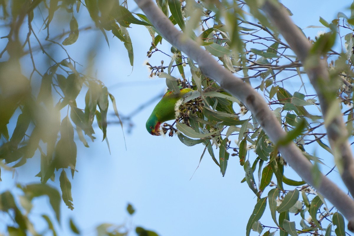 Swift Parrot - ML620259682