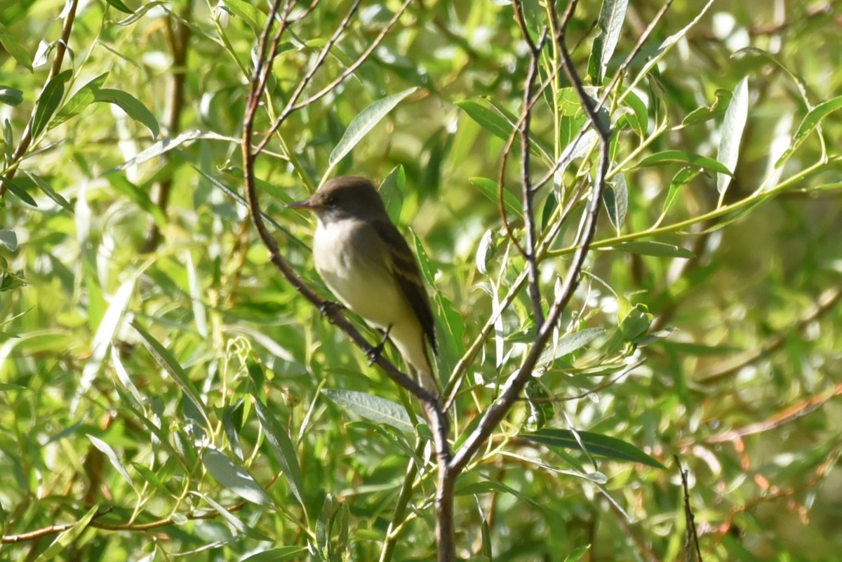 Willow Flycatcher - ML620259685