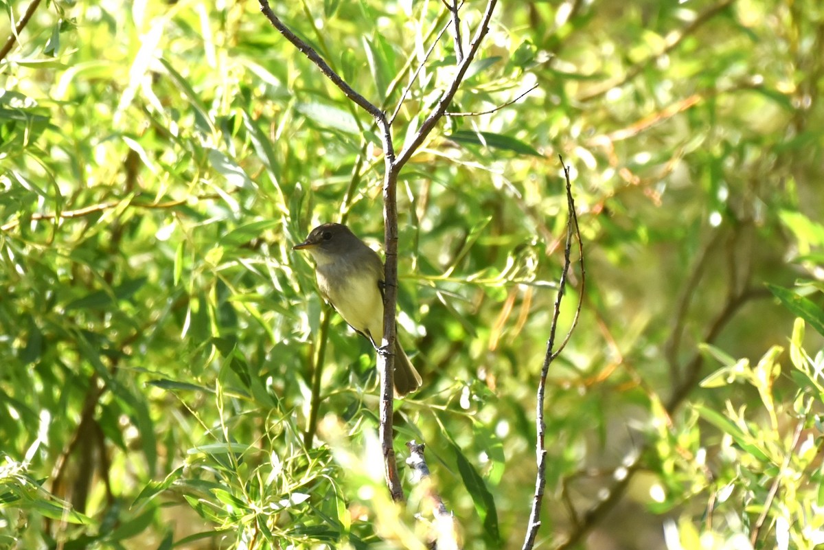 Willow Flycatcher - ML620259686