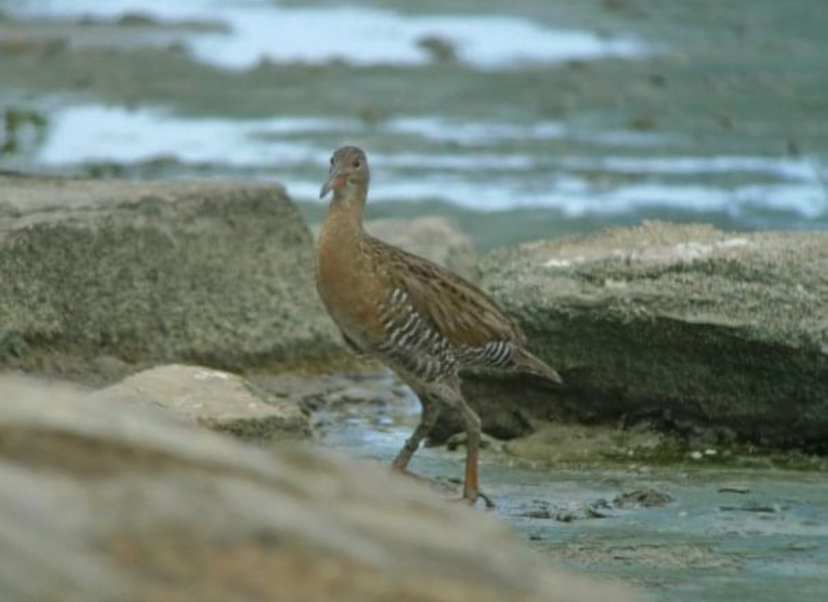 Mangrove Rail - ML620259687