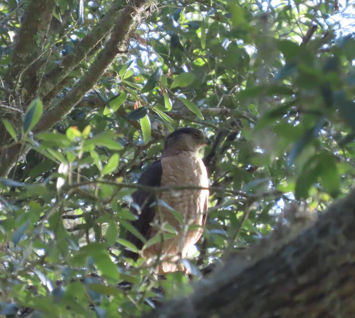 Cooper's Hawk - ML620259693