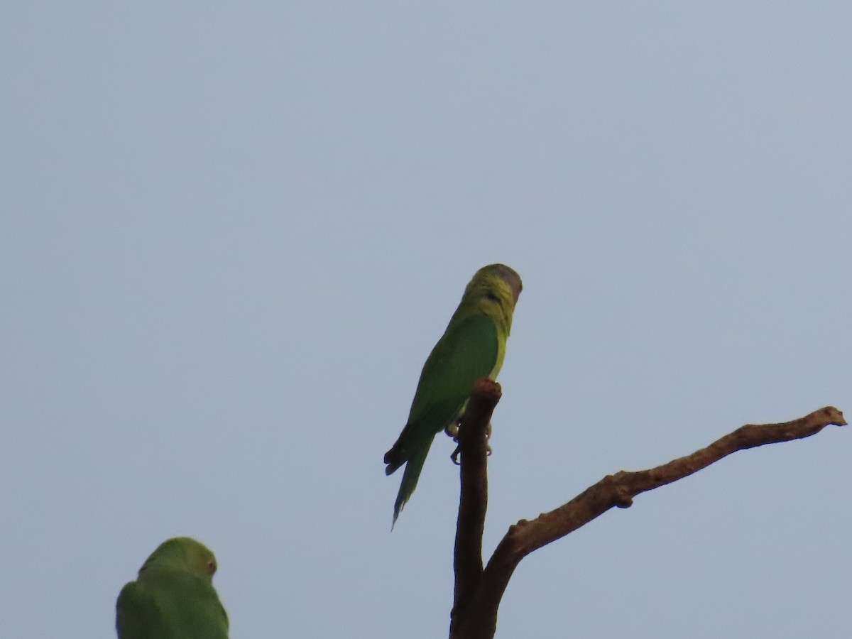 Plum-headed Parakeet - ML620259699