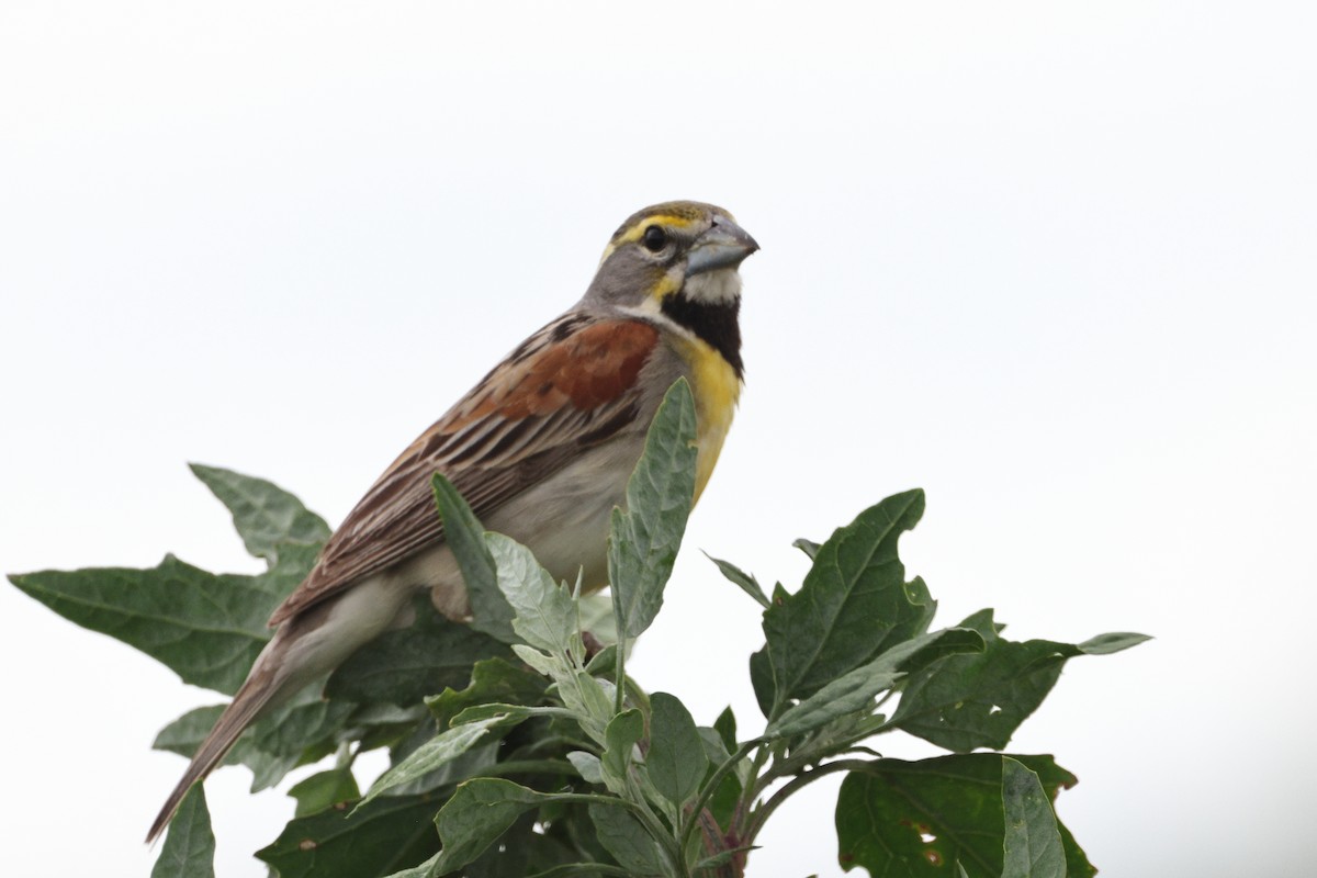 Dickcissel - ML620259701