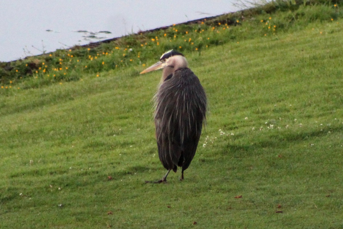 Great Blue Heron - ML620259703