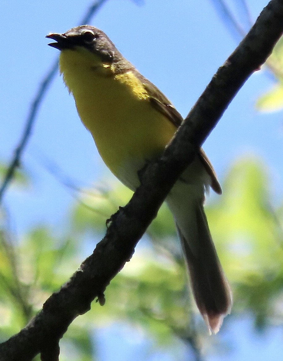 Yellow-breasted Chat - ML620259707