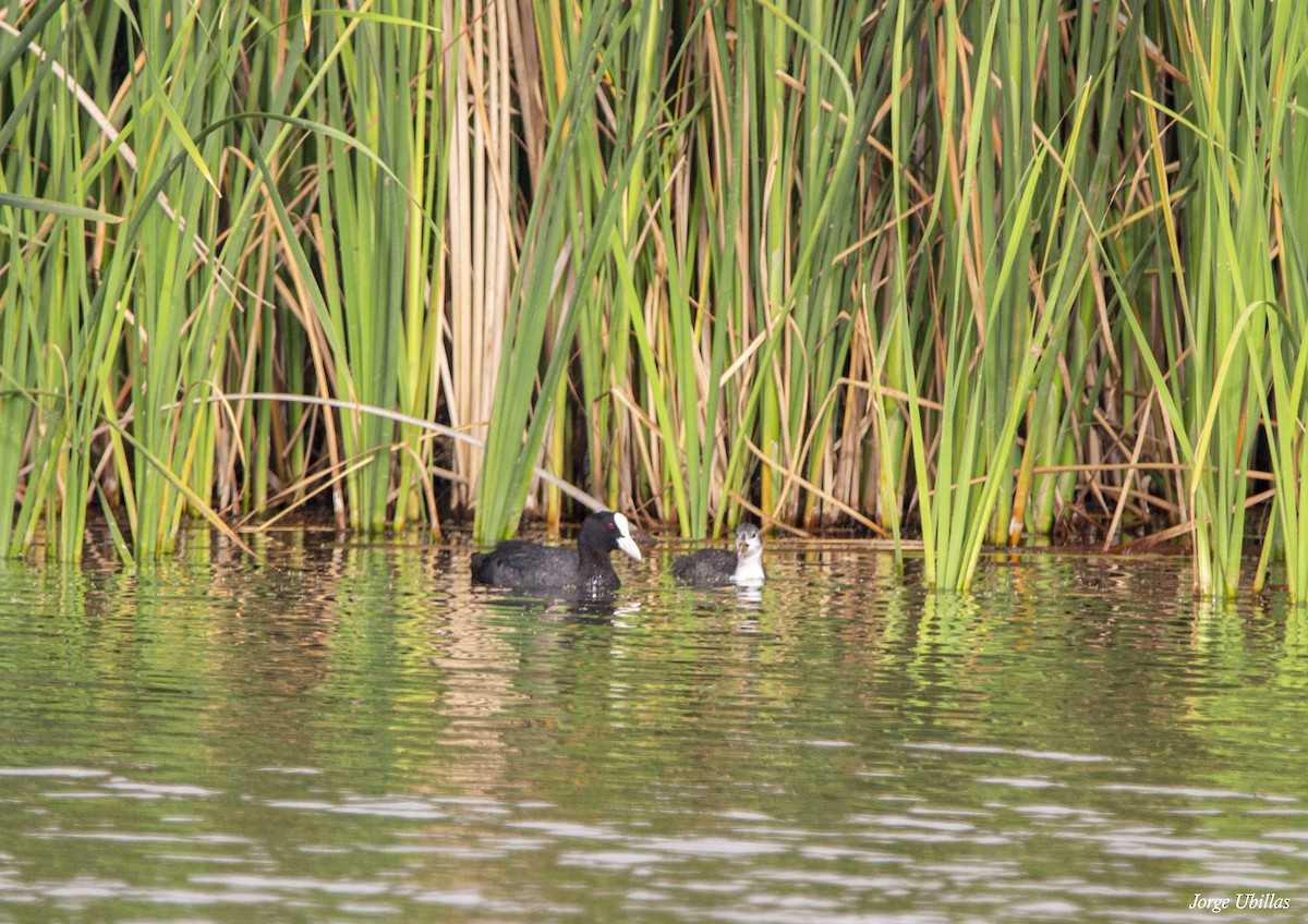 Eurasian Coot - ML620259729