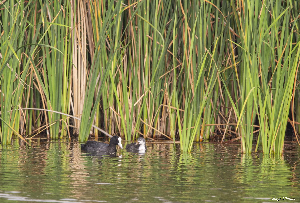 Eurasian Coot - ML620259731