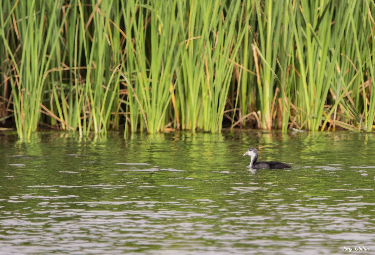 Eurasian Coot - ML620259733