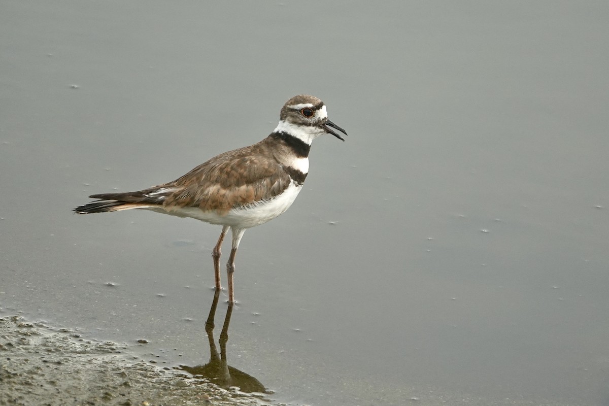 Killdeer - Alena Capek