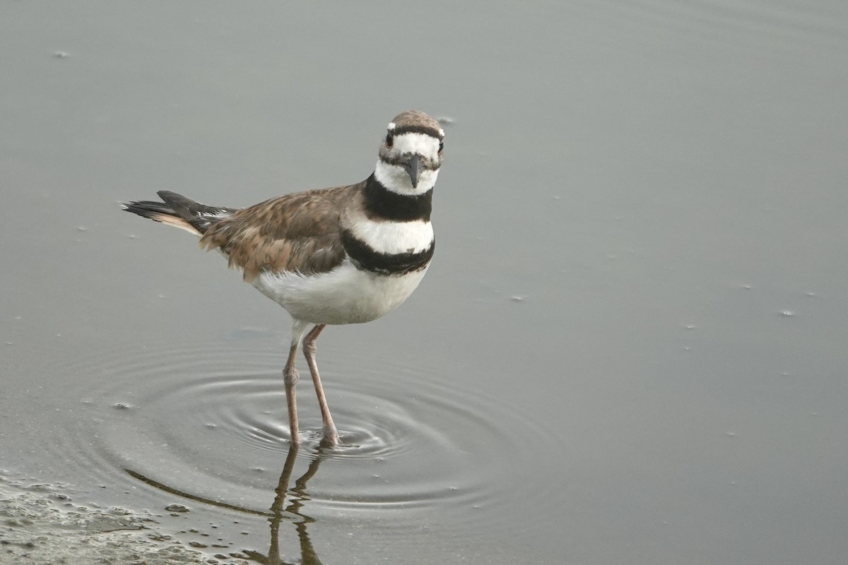 Killdeer - ML620259739