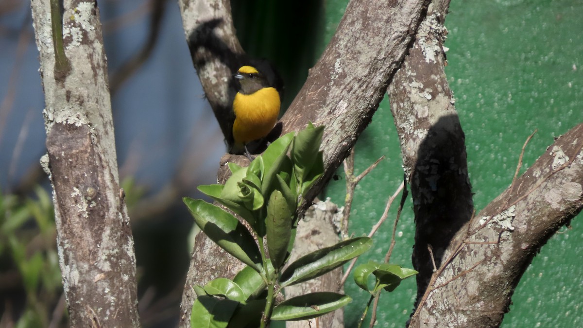 Purple-throated Euphonia - ML620259740