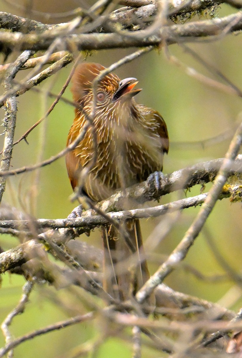 Striated Laughingthrush - ML620259747