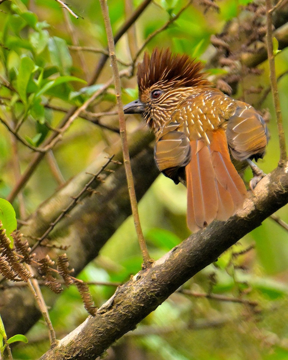 Striated Laughingthrush - ML620259749