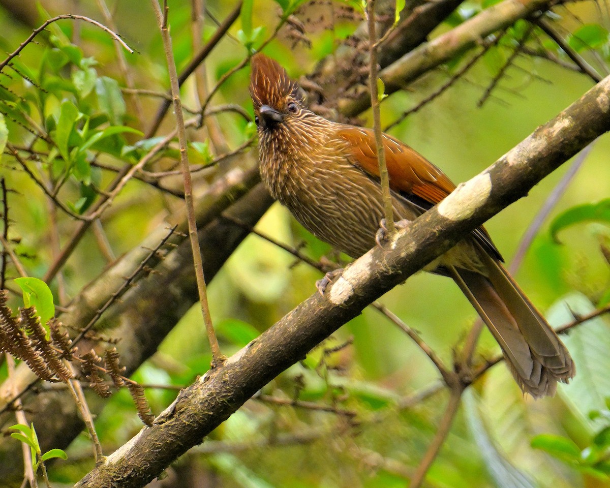 Striated Laughingthrush - ML620259752