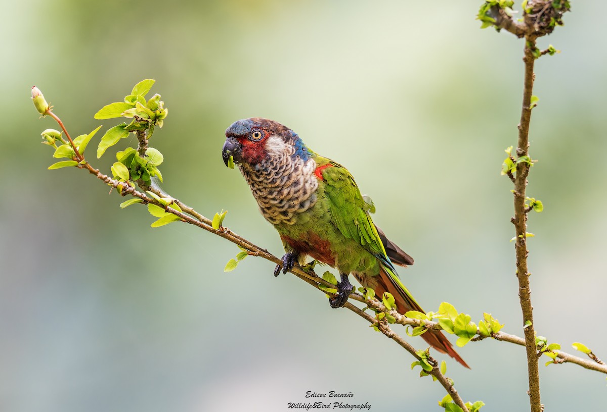 Painted Parakeet - ML620259760