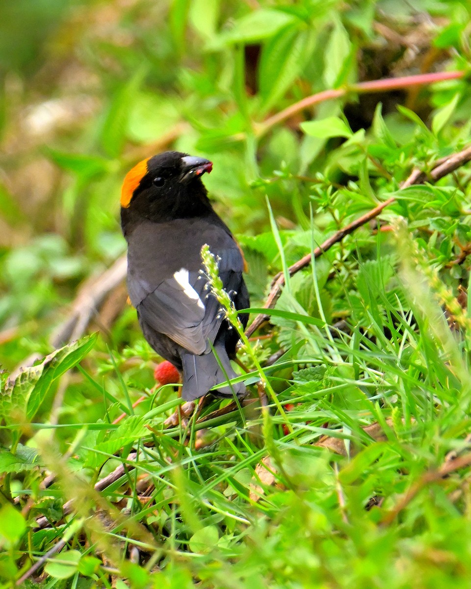 Gold-naped Finch - ML620259769