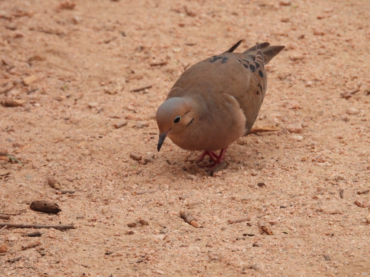 Mourning Dove - ML620259782