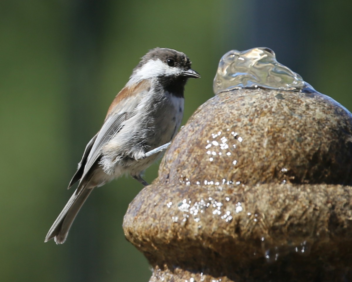 Chestnut-backed Chickadee - ML620259784